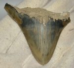    Otodus megalodon partial shark tooth (47,5 mm x 56,5 mm) Carcharocles megalodon