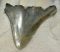  Otodus megalodon partial shark tooth (47,5 mm x 56,5 mm) Carcharocles megalodon