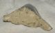  Otodus megalodon partial shark tooth (47,5 mm x 56,5 mm) Carcharocles megalodon