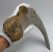 Mammuthus primigenius partial rib bone (70 cm)