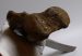 Mammuthus primigenius részleges borda csont (70 cm)