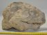 Oreodont részleges koponya alapkőzetben (3412 gramm)