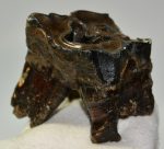 Woolly Rhino upper tooth (241 grams) Coelodonta