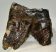 Woolly Rhino upper tooth (241 grams) Coelodonta