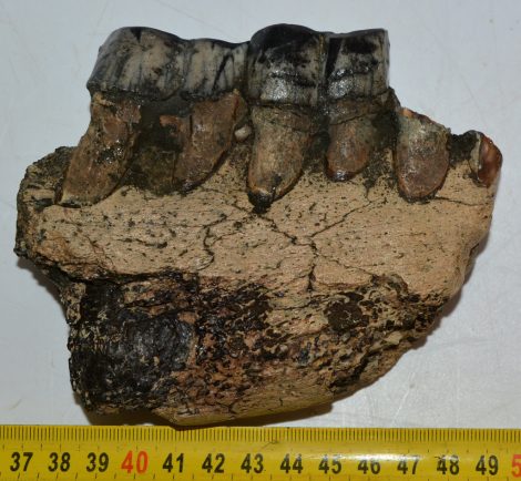 Stephanorhinus etruscus Rhinoceros partial jaw SOLD (JS) 04