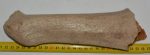 Megaloceros giganteus partial antler (252 mm) SOLD (R) 06