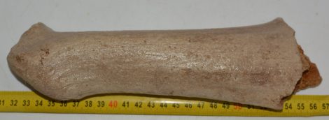 Megaloceros giganteus partial antler (252 mm) SOLD (R) 06