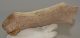 Megaloceros giganteus partial antler (252 mm) SOLD (R) 06