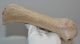 Megaloceros giganteus partial antler (252 mm) SOLD (R) 06
