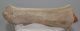 Megaloceros giganteus partial antler (252 mm) SOLD (R) 06