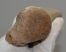 Megaloceros giganteus partial antler (252 mm) SOLD (R) 06