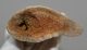 Megaloceros giganteus partial antler (252 mm) SOLD (R) 06