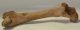 Bison priscus részleges femur csont Bison priscus részleges femur csont