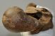 Bison priscus részleges femur csont Bison priscus részleges femur csont