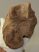 Bison priscus részleges femur csont Bison priscus részleges femur csont