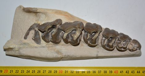 Subhyracodon részleges orrszarvú maxilla 
