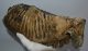 Mammuthus primigenius job alsó fog (5,4 Kg) Elfogyott (L) 04