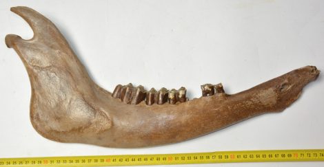 Bison priscus jobb alsó állkapocs (502 mm) sztyeppei bölény