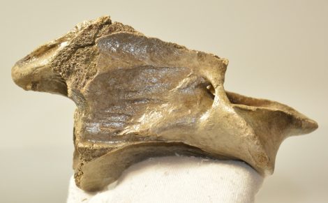 Equus sp. partial axis vertebra 