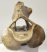 Equus sp. partial axis vertebra 