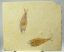 Knightia eocaena fish fossil from USA Wyoming