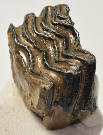 Mammuthus meridionalis részleges fog (374 gramm)