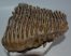 Mammuthus primigenius tooth (2713 grams) Woolly Mammoth