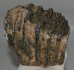 Mammuthus meridionalis részleges fog (1567 gramm)