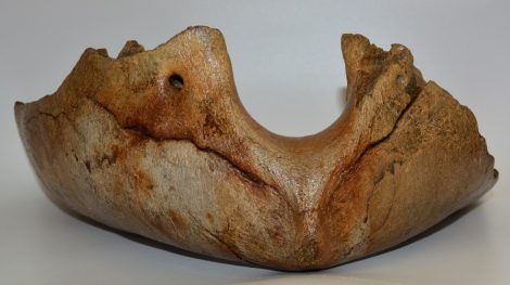 Mammuthus primigenius partial jaw (3986 grams)