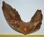 Mammuthus primigenius partial jaw (3986 grams)
