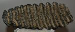 Mammuthus meridionalis tooth (1815 grams)