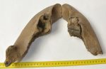 Mammuthus sp. részleges állkapocs (1906 gramm)
