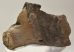 Mammuthus sp. részleges állkapocs (1906 gramm)