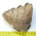 Mammuthus sp. partial tooth (488 grams)