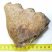 Mammuthus sp. részleges fog (488 gramm)