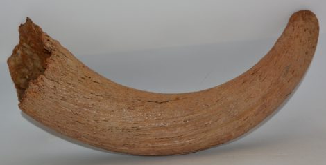 Bos primigenius részleges szarvcsap csont