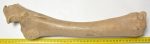 Equus sp. radius & ulna bone (435 mm)