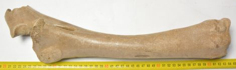 Equus sp. radius & ulna bone (435 mm)