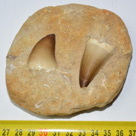 2 Mosasaurus teeth in rock