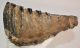 Mammuthus meridionalis tooth (1816 grams) Southern Mammoth