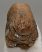Mammuthus primigenius partial tooth (519 grams) Mammuthus primigenius partial tooth (519 grams)