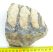 Mammuthus meridionalis partial molar (710 grams) Southern mammoth tooth