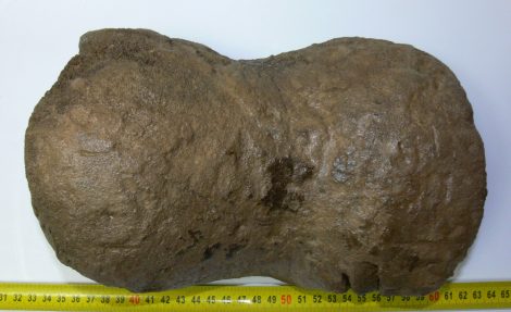 Mammuthus sp. partial humerus bone (4553 grams)