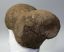 Mammuthus sp. partial humerus bone (4553 grams)