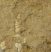 Melania distincta csiga kövületek márgában Gánt közeléből
