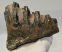 Mammuthus meridionalis tooth (850 grams)