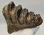 Mammuthus meridionalis tooth (850 grams)