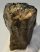 Mammuthus meridionalis tooth (850 grams)