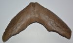  Mammuthus meridionalis partial jaw (3733 grams) SOLD (06)