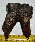   Woolly Rhino partial lower tooth (95 grams) Coelodonta antiquitatis